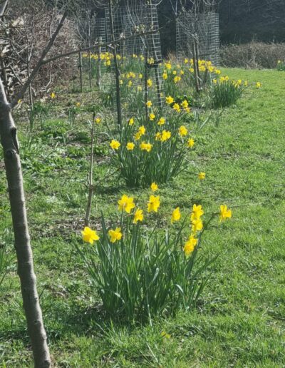 Daffodils
