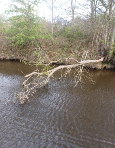 Fallen tree overhanging the canal