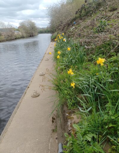 Canalside with beautiful daffodils