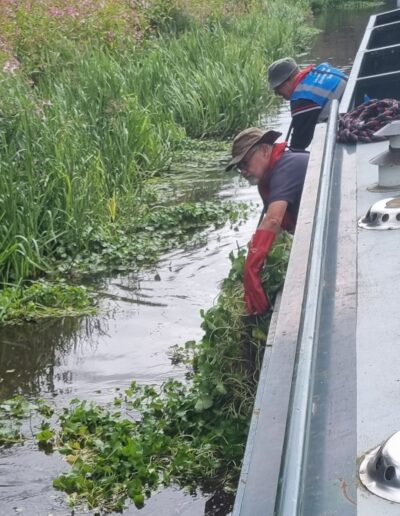 Volunteers on a canal boat pulling weeds from the water