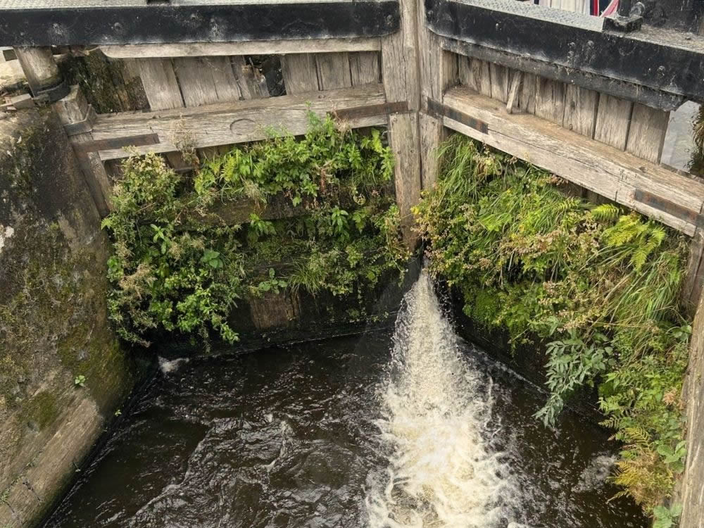 Closed lock gate looking very overgrown with weeds
